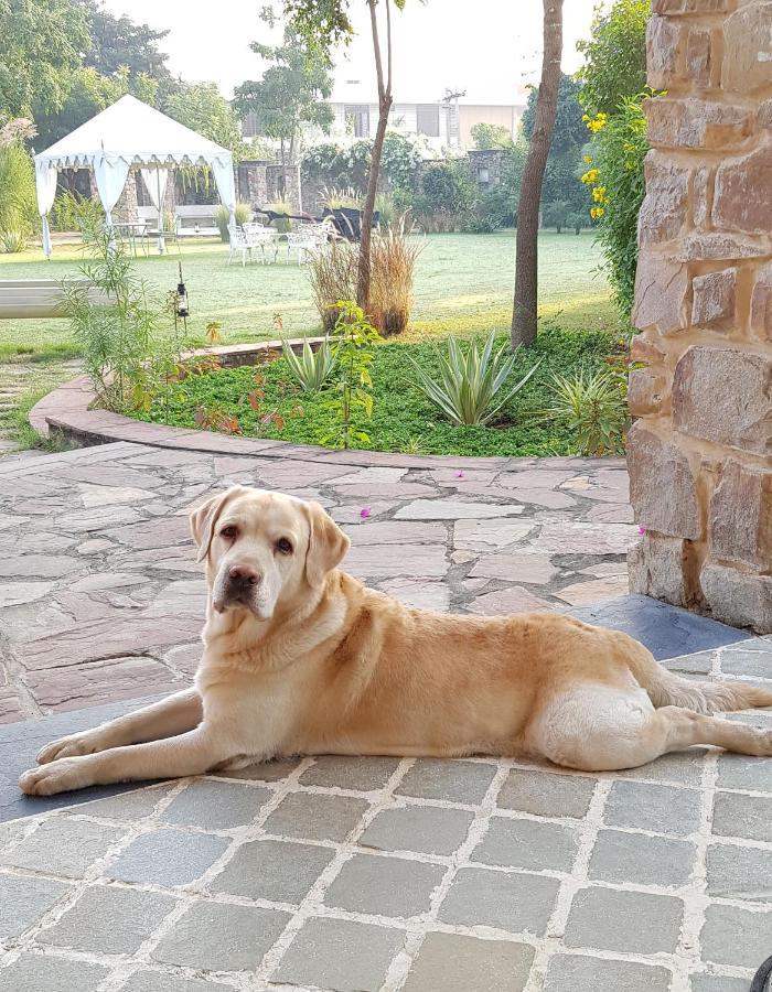 A Dog'S Story, Jaipur Bed & Breakfast Dış mekan fotoğraf