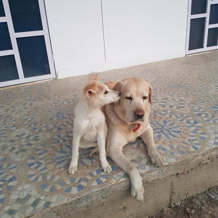 A Dog'S Story, Jaipur Bed & Breakfast Dış mekan fotoğraf
