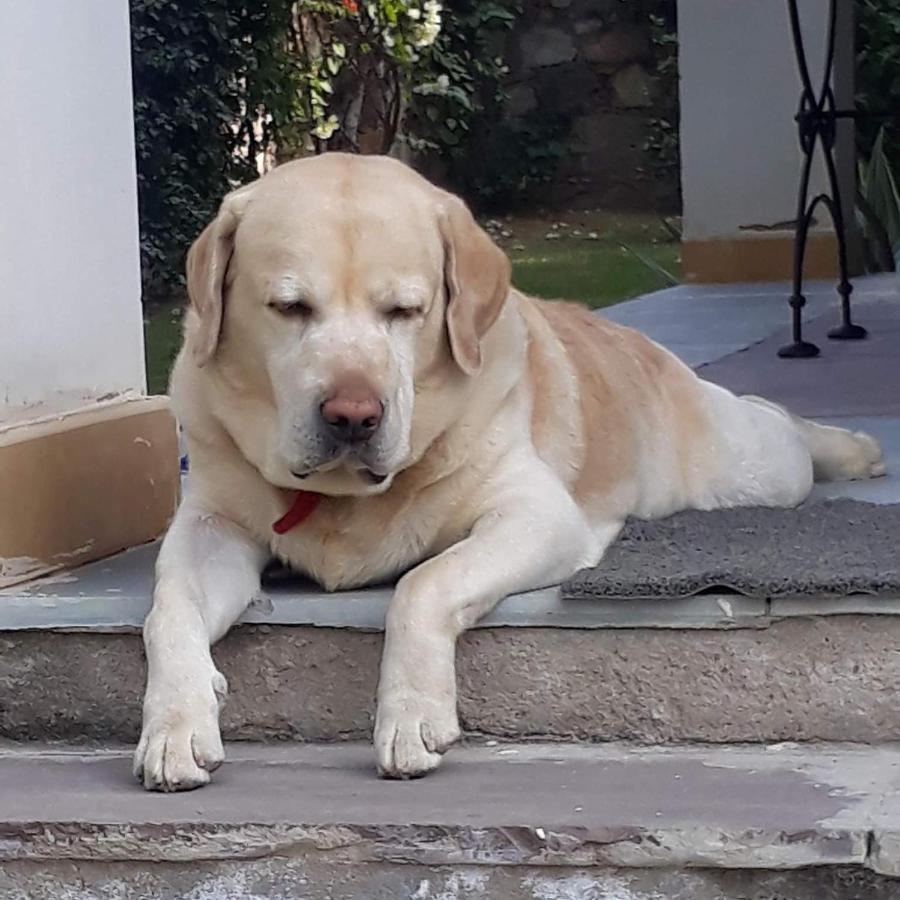 A Dog'S Story, Jaipur Bed & Breakfast Dış mekan fotoğraf